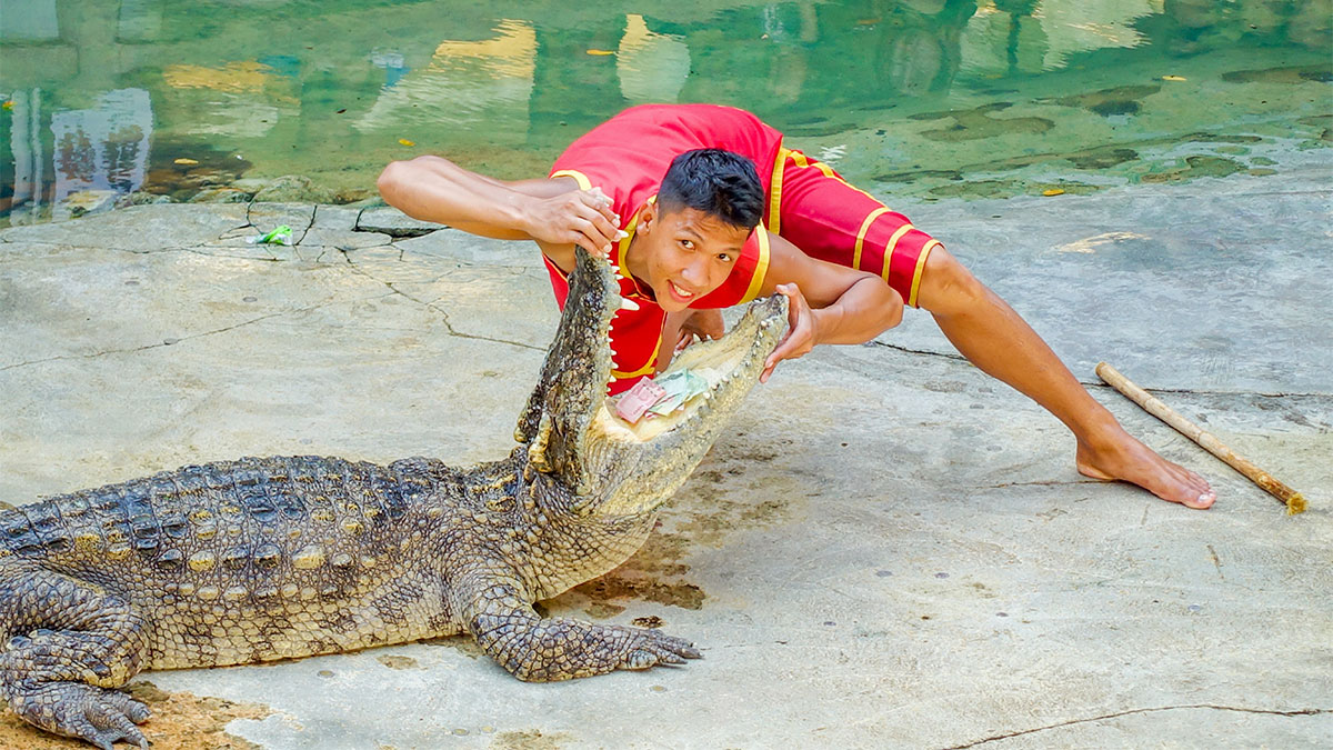 Man performing a daring stunt by placing his head inside a crocodile’s open jaws during a live show.