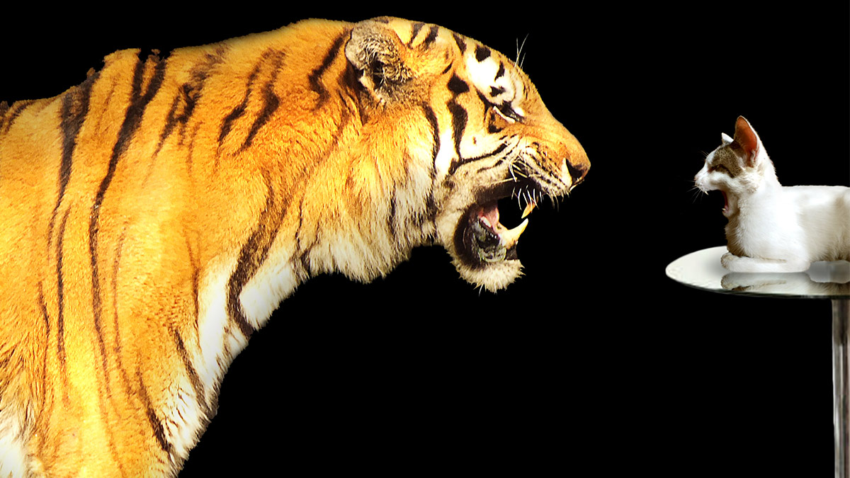 Tiger roaring at a small cat sitting on a glass table, both with mouths open as if in a standoff.